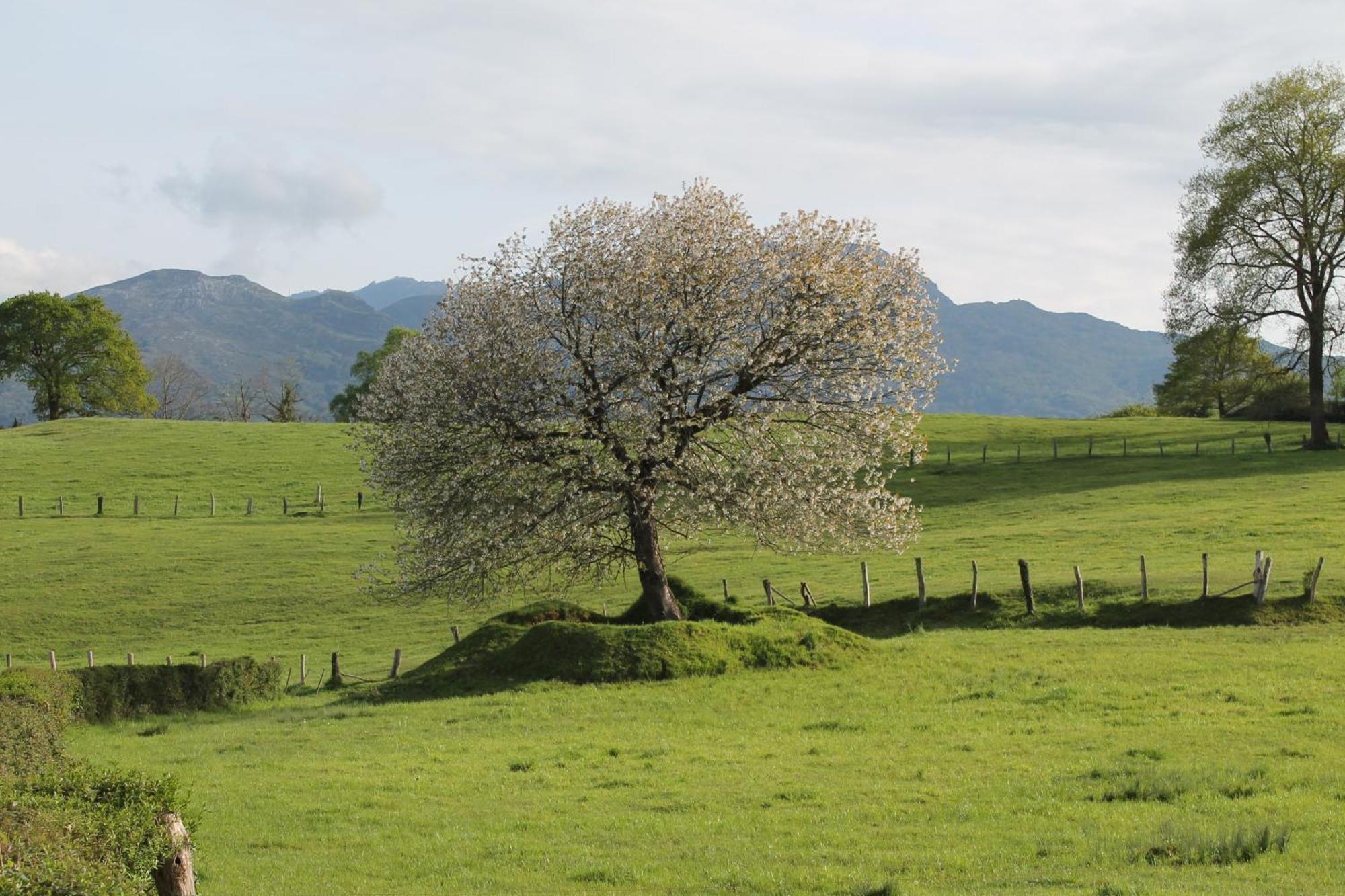 Casa De Aldea Monga 9 En Nava, Asturias Villa ภายนอก รูปภาพ