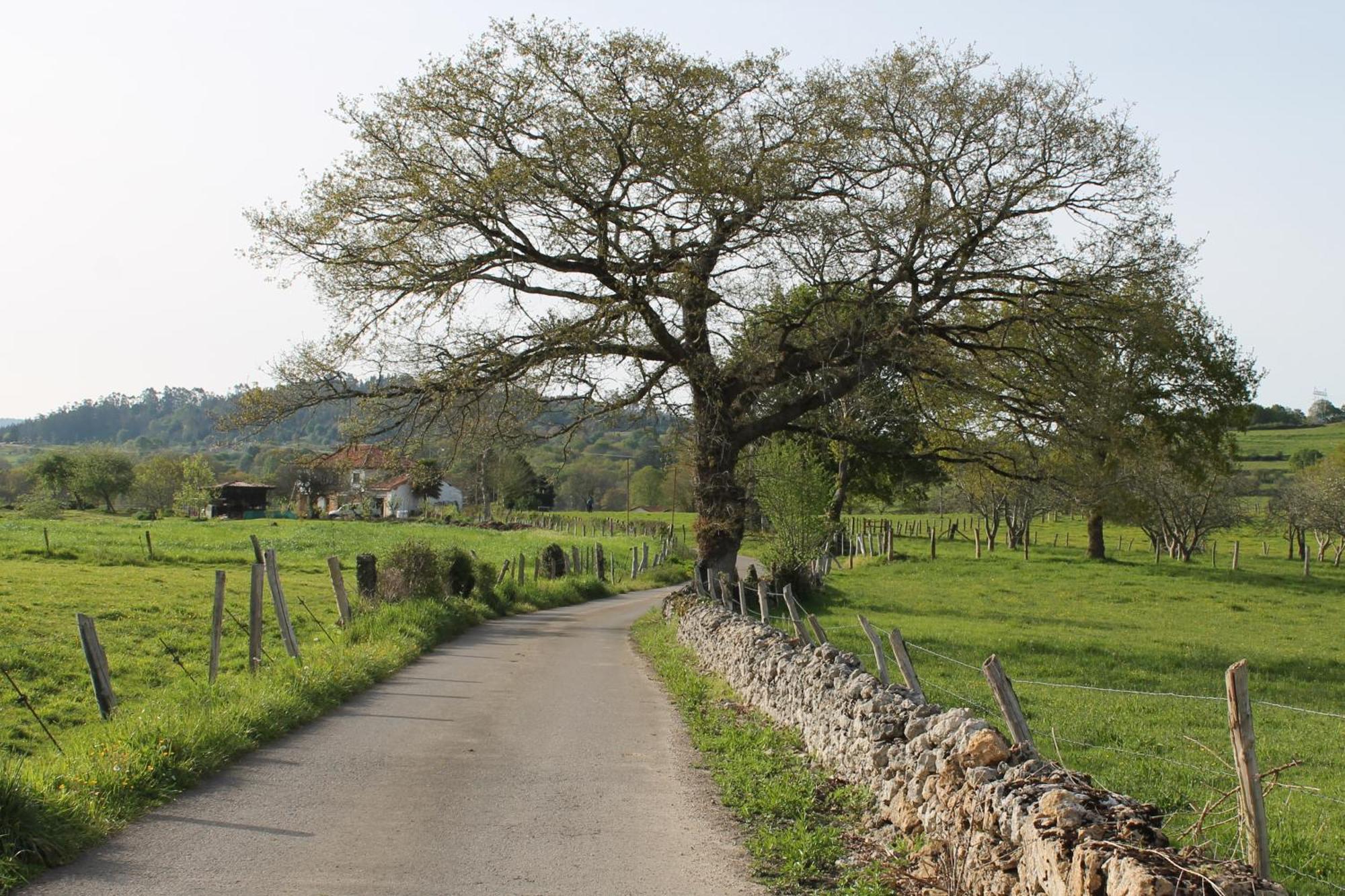Casa De Aldea Monga 9 En Nava, Asturias Villa ภายนอก รูปภาพ